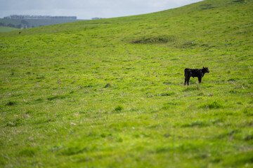 Beef cows and calfs grazing on grass in south west victoria, Australia. eating hay and silage....