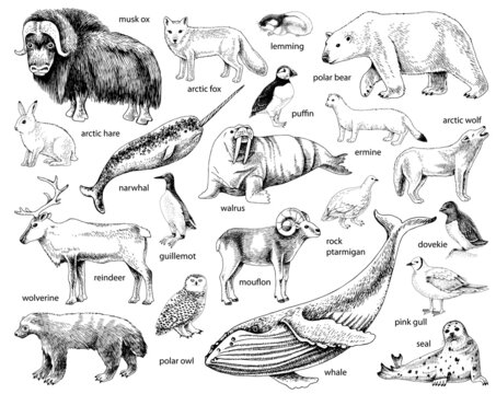 Monochrome Hand drawn Arctic animals collection Stock Vector | Adobe Stock