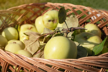 Harvest of green apples in a wicker basket