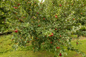 Apple tree with juicy ripe red apples. Eco farming, home produce and sustainable living background.