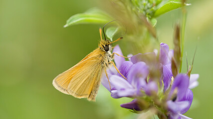 butterfly on flower