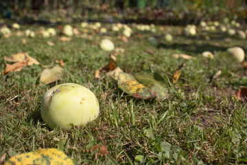 fallen green apples on the grass in the garden