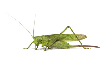large green grasshopper