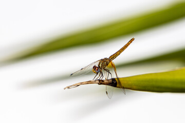 Colorful resting dragonfly on a palm leave with a white background