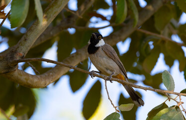 White-eared Bulbul bird on tree branch in home garden ( Pycnonotus leucotis )