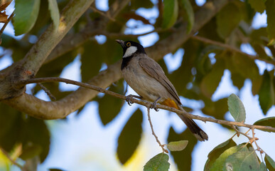 White-eared Bulbul bird on tree branch in home garden ( Pycnonotus leucotis )