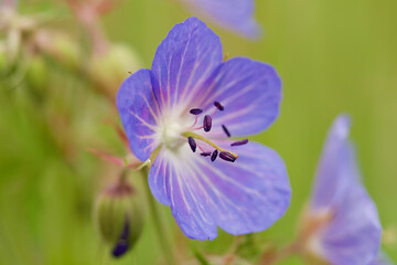 blue flower