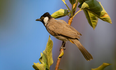 White-eared Bulbul bird on tree branch in home garden ( Pycnonotus leucotis )
