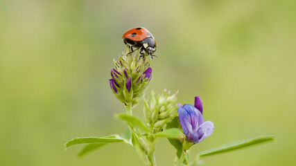 ladybird on a flower