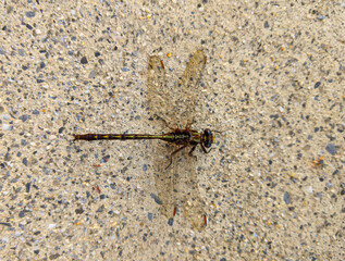 Urban Dragonfly
