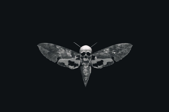 1600 Death Moth Stock Photos Pictures  RoyaltyFree Images  iStock   Hawk moth