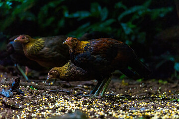 Red Junglefowl - Gallus gallus tropical bird Beautiful colors in green Thailand jungle
