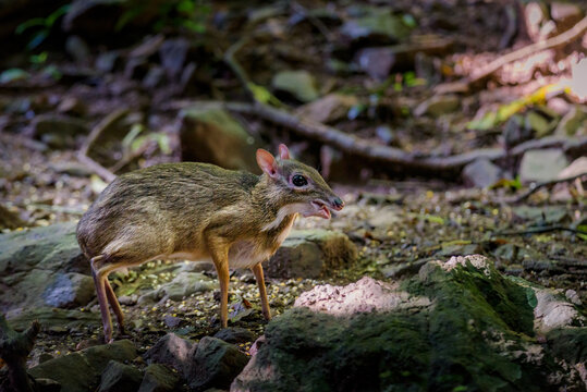 Lesser mouse-deer (Tragulus kanchil) walking in real nature at Kengkracharn National Park,Thailand