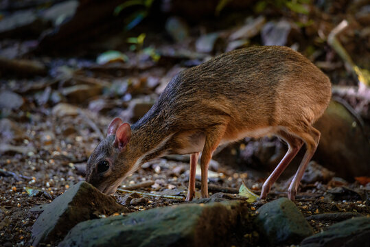 Lesser mouse-deer (Tragulus kanchil) walking in real nature at Kengkracharn National Park,Thailand