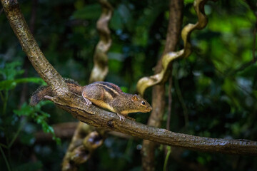 The Himalayan striped squirrel (Tamiops mcclellandii), also known as western striped squirrel, or Burmese striped squirrel