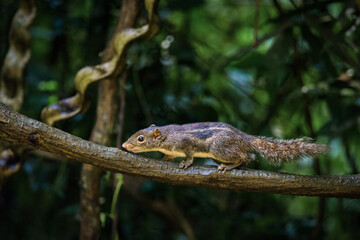 The Himalayan striped squirrel (Tamiops mcclellandii), also known as western striped squirrel, or Burmese striped squirrel