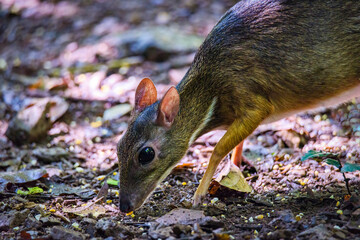 Lesser mouse-deer (Tragulus kanchil) walking in real nature at Kengkracharn National Park,Thailand