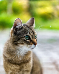 Cat colorfull portrait
