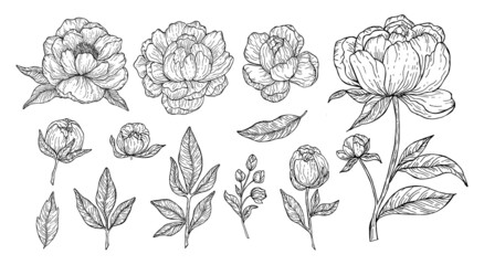 Black outline floral art on white background. Beautyful peonies flowers and leaves set for invitations and cards design. Vector botanical clipart.