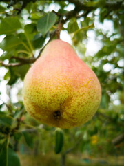 Pera madura  colgando en el árbol