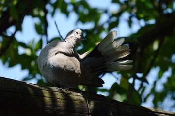 a gray dove on a branch cleans its feathers
