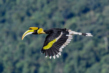 Great Hornbill flying in the sky with forest background at Khao Yai National Park, Thailand