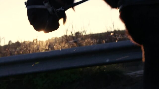 Silhouette of a walking horse pulling a cart while the evening sun shines on its face.
