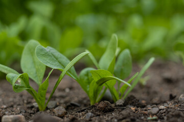 Selective focus at young greens cos spinach on foreground are growing in organic nursery plot.