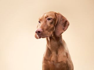 funny portrait of dog . Hungarian vizsla on a beige background