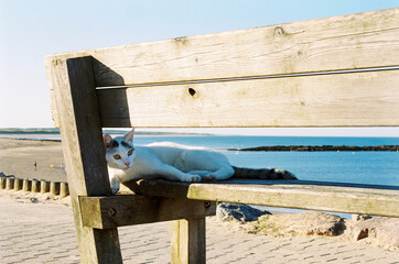 Cat napping on a bench by the beach. cat relax by the sea. calm cat during summer holiday in france vendee.