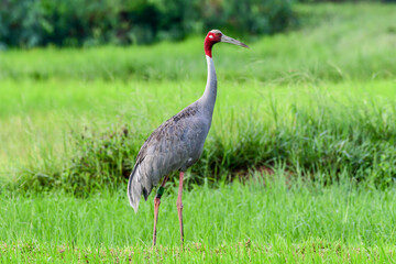 Eastern Sarus Crane (Antigone antigone sharpii) in natural habitat at Huai Jorakae Mak Reservoir Non-hunting Area, Buri Ram Province, Thailand.