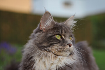 Close-up of Maine Coon Cat Head in the Garden. Adorable Portrait of Blue Tabby Felis Catus Outside.