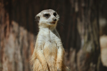 Fototapeta premium Close-up of Cute Furry Suricate in Zoo. Adorable Portrait of Standing Meerkat in Zoological Garden.