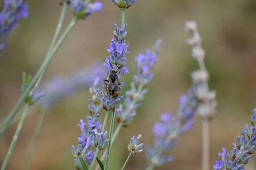 a small beetle on a purple lavender flower