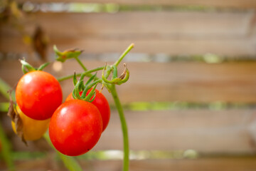 Pomidory koktajlowe czerwone - obrazy, fototapety, plakaty