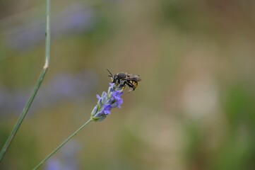 a small beetle on a purple lavender flower