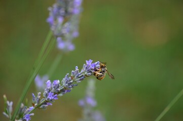 a small beetle on a purple lavender flower