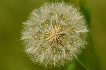 dandelion head