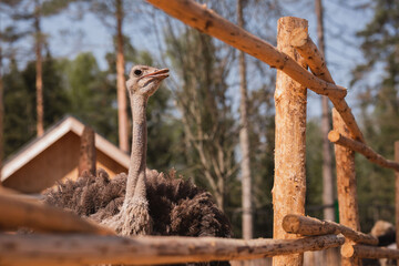 beautiful ostrich in a wooden aviary on a sunny day