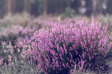 Flowering heather or ling (lat. Calluna vulgaris) in the pine forest