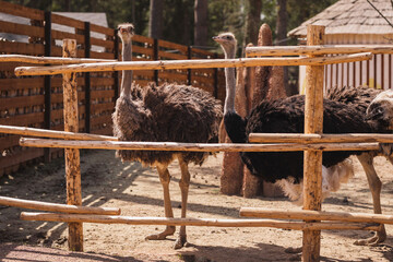 beautiful ostriches in a wooden open-air cage on a sunny day
