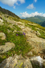 alpine Blumen in den Bergen des Montafon, Rhätikon. Berglandschaft mit Blumen. alpine flowers