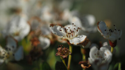 hawthorn flower