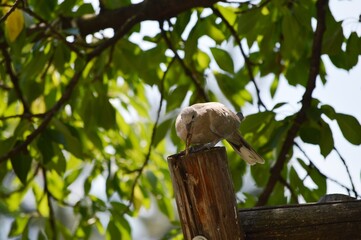 a young gray pigeon is looking for food