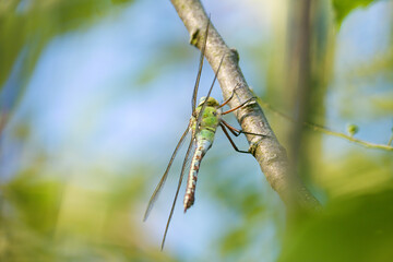 Dragonfly on a branch