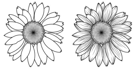 Monochrome set of two sunflower flowers