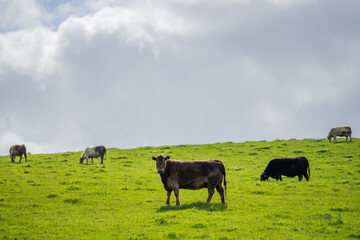 Beef cows and calf eating lush grass, in beautiful fields, in Australia.