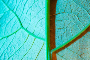green leaf texture. Macro photo, use as background or texture