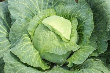 Obraz premium Head of cabbage