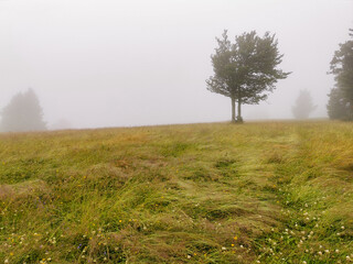 La chaume de Champis sous la pluie, prairie d’altitude, La Bresse, Vosges, France